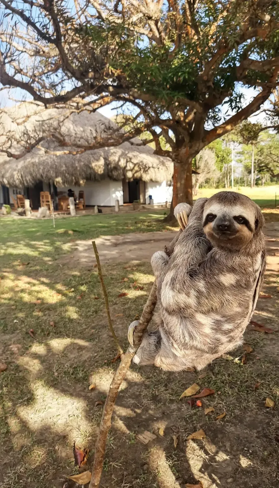 Perezoso en un árbol del predio, con la villa tradicional al fondo